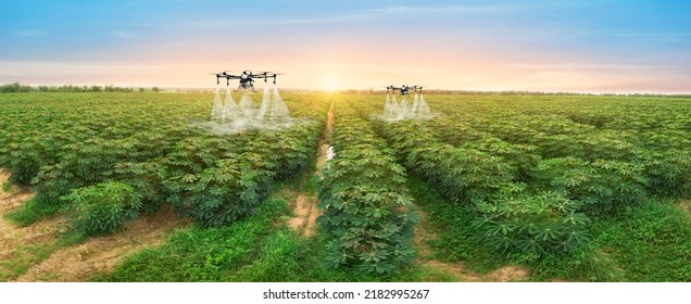 Agriculture drone fly to sprayed fertilizer on row of cassava tree. smart farmer use drone for various fields like research analysis, terrain scanning technology, smart technology concept. - Shutterstock ID 2182995267