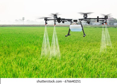 Agriculture Drone Fly To Sprayed Fertilizer On The Rice Fields