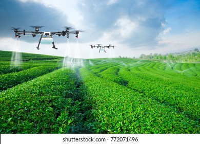 Agriculture drone fly to sprayed fertilizer on the green tea fields, Smart farm 4.0 concept - Shutterstock ID 772071496