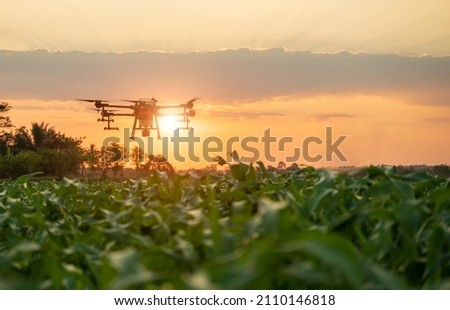 Agriculture drone fly to sprayed fertilizer water or holmone on the sweet corn fields .Agriculture technology drones modern farming tools of croppers.
