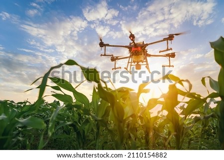 Agriculture drone fly to sprayed fertilizer on the green corn fields, Smart farm 4.0 concept,Drone spray holmone at corn plantation field in sunrise