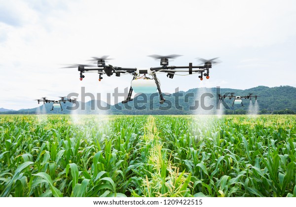 Agriculture drone fly to sprayed fertilizer on the\
sweet corn fields