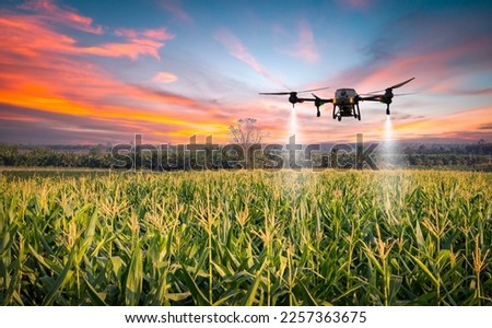 Agriculture drone flying about sweet corn fields to sprayed fertilizer is agricultural smart farm business concept with twilight sky background.