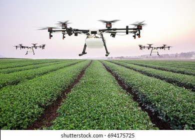 Agriculture Drone Flying On The Green Tea Field At Sunrise