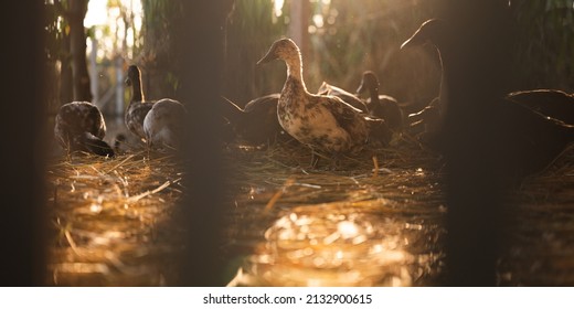 agriculture duck farm concept, nature field of animal farm with duck bird and goose living outdoor in natural background, flock group of duck in cage