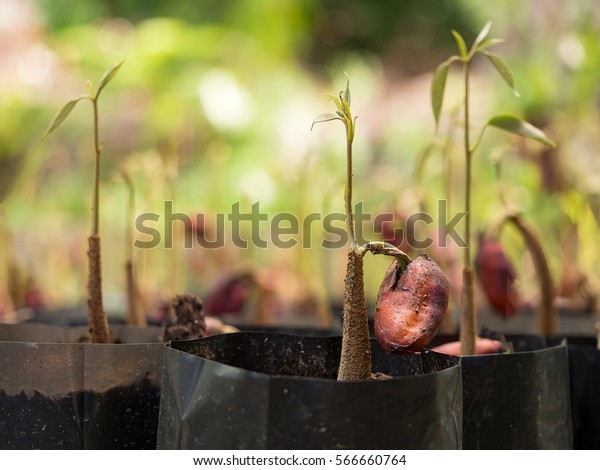 Agriculture Durian Plant Seed Growing Tree Stock Photo Edit Now 566660764