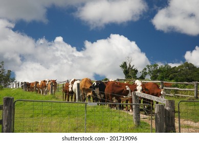 Agriculture Ecology Farm In Australia With Cows