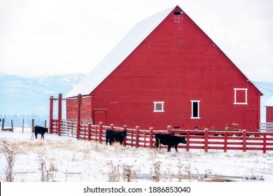 Agriculture Farm Beautiful Red Barn Cows Stock Photo 1886853040 ...