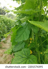 The Agriculture Farm Growing Bitter Gourd Plant  