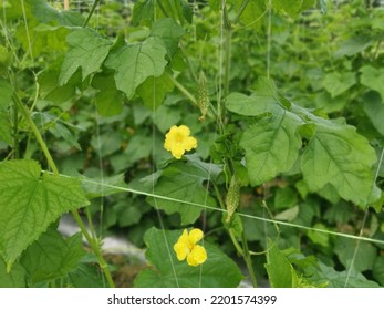 The Agriculture Farm Growing Bitter Gourd Plant  