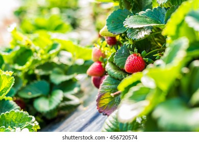 Agriculture Farm Of Strawberry Indoor Field