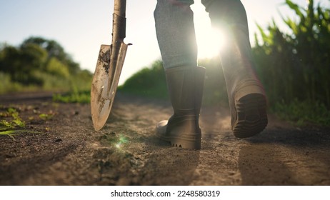 Agriculture, farmer agronomist walks through corn field. man works shovel in field. farmer shovel, farmer walks in boots. work of an agronomist in field with shovel tool. Agriculture in field.