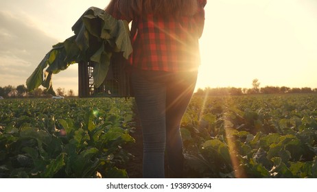 agriculture. Farmer girl in a walk on a green field with box. business natural food agriculture concept farmer walk home after harvesting at sunset. farmer walk agriculture concept healthy food - Powered by Shutterstock