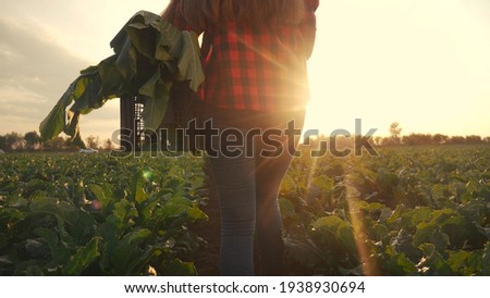 agriculture. Farmer girl in a walk on a green field with box. business natural food agriculture concept farmer walk home after harvesting at sunset. farmer walk agriculture concept healthy food