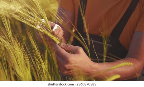 Agriculture. farmer hands hold spikelets of yellow ripe wheat in the field. agriculture business concept. close-up of farmer hands examining sprouts of ears of sunset ripe wheat at in farm an field - Powered by Shutterstock