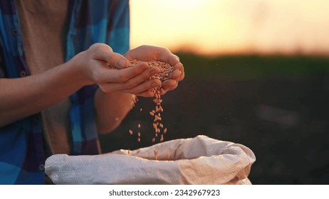 agriculture. farmer hands holding grain close-up wheat barley. business agriculture concept. the farmer inspects the harvest holds grains of wheat in crop his hands close-up. farming hard work - Powered by Shutterstock