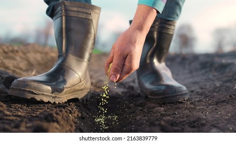 agriculture. farmer hands planting seeds. business plant agriculture concept. farmer hands is planting seeds in the suburbs beginning of the seasonal agricultural work. business agriculture garden - Shutterstock ID 2163839779