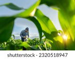 Agriculture or Farmer with mobile phone in growing green corn fields. 
