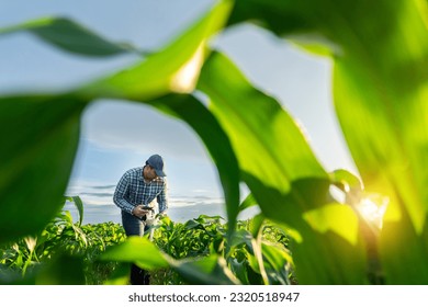 Agriculture or Farmer with mobile phone in growing green corn fields.  - Powered by Shutterstock