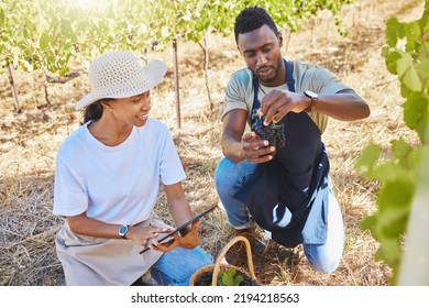 Agriculture, Farmer And Wine Manufacturing Plant Or Vineyard Workers Doing Quality Checklist On Their Fruit. Sustainability, Growth And Winery Friends Working In Nature Countryside Farm