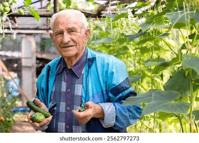 Agriculture, farming and gardening concept. Old senior man holding cucumbers at farm greenhouse. - Powered by Shutterstock