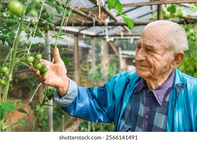 Agriculture, farming and gardening concept. Old senior man holding and checking tomatoes at farm greenhouse. - Powered by Shutterstock