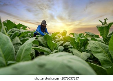 Agriculture, Female farmers care for tobacco plants at tobacco plantation. - Shutterstock ID 2076037657