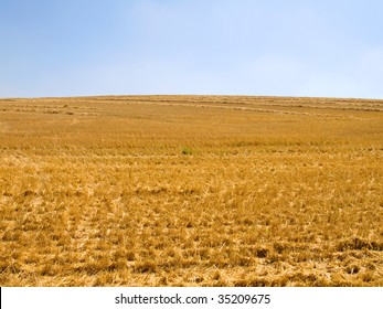 agriculture field