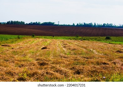 Agriculture Field After The Harvest Against Blue Sky In The Background. Empty Land With No Plants. Freshly Tilled Soil With Till Marks And Textures In The Dirt Makes.