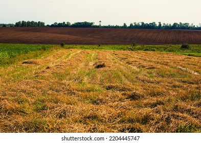 Agriculture Field After The Harvest Against Blue Sky In The Background. Empty Land With No Plants. Freshly Tilled Soil With Till Marks And Textures In The Dirt Makes. Rural Scene. Nature Concept.