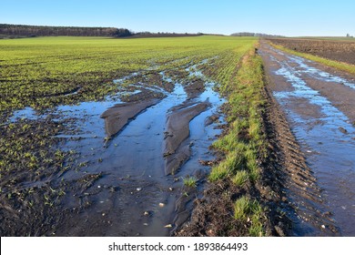 Agriculture Field Destruction By Water Erosion Damage On Crop Or Grain In Farmland After Rain Landscape