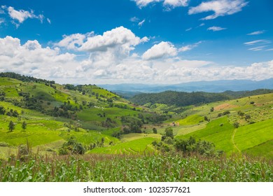 Agriculture Field On Mountain That Grow Stock Photo 1023577621 ...