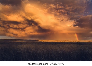 Agriculture Fields In Eastern Washington