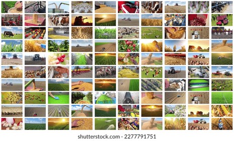 Agriculture - food production, harvest wheat, corn, soybean, irrigation, spraying, peas, green beans, tractor working, apple, onion, tobacco, grapes and wine, cherry, farm animal in collage - Powered by Shutterstock