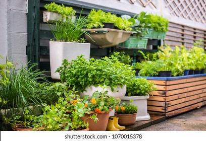 Agriculture Garden In Urban In Sukumvit 62 Bangkok Thailand