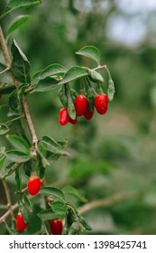 Agriculture, Goji Berry Fruit Bush Ready For Picking, Organic Farm