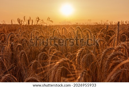 Agriculture: golden wheat, rich harvest, sunset, late summer