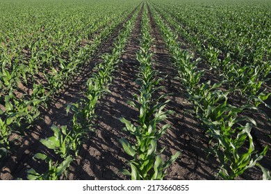 Agriculture, green corn field in early summer, agriculture in late spring or early summer