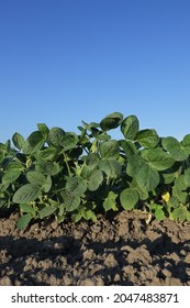 Agriculture, green cultivated soybean plants in field with clear blue sky, agriculture in late spring or early summer
