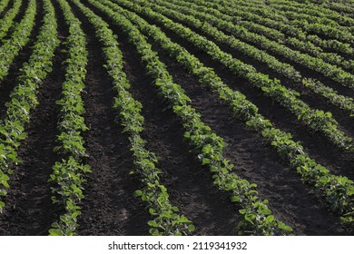 Agriculture, green cultivated soybean plants in field, late spring or early summer