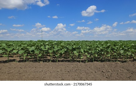 Agriculture, green cultivated sunflower plants in field with blue sky and white clouds, spring time
