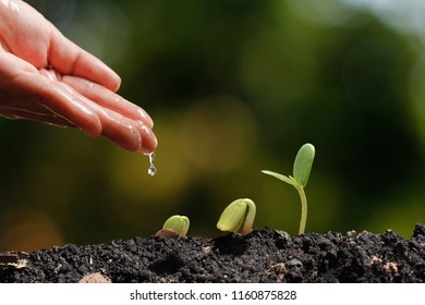 Agriculture. Growing plants. Plant seedling. Hand nurturing and water young baby plants growing in germination sequence on fertile soil with natural green bokeh background - Shutterstock ID 1160875828