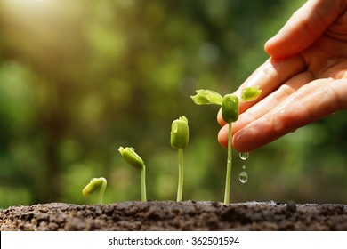 Agriculture. Growing plants. Plant seedling. Hand nurturing and watering young baby plants growing in germination sequence on fertile soil with natural green background                                - Shutterstock ID 362501594