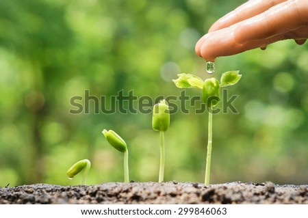 Agriculture. Growing plants. Plant seedling. Hand nurturing and watering young baby plants growing in germination sequence on fertile soil with natural green background                               