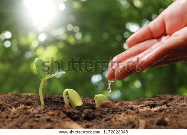 Agriculture Des Plantes En Croissance Planter Photo De Stock Modifiable