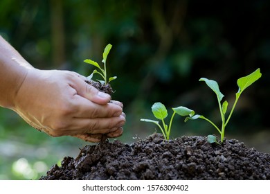 Agriculture, growing plants, seedlings, plants, nourishing and watering saplings that are planted on fertile ground with natural green backgrounds - Shutterstock ID 1576309402