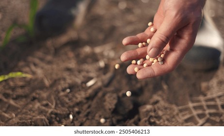 Agriculture. Hand planting a grain of soybeans. Farm man crop concept. Farmer planting a field of peas. Farmer planting soybeans and peas field by hand. agriculture business lifestyle farm concept.