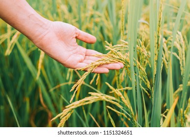 Agriculture, hand tenderly touching a young rice in the paddy field,Hand holding rice with warm sunlight