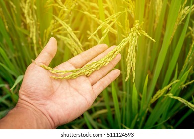 Agriculture/ hand tenderly touching a young rice in the paddy field - Shutterstock ID 511124593