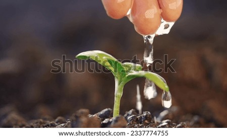 Agriculture. hand water one green sprout in the soil field water drops irrigation. agriculture concept. hand business watering sprout rain water drops irrigation concept. green sprout in soil